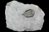 Dalmanites Trilobite Fossil - New York #99084-1